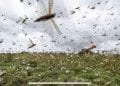 AGRICULTURE – Les appels au secours face aux essaims de criquets se multiplient dans l&rsquo;Ouest du pays, plusieurs régions du Sud et de l&rsquo;Ouest paient cher le retard de l&rsquo;arrivée des pesticides