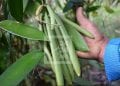 AGRICULTURE – Des associations et des coopératives de planteurs de vanille de la Sava et d’Analanjirofo réclament l’augmentation du nombre de leurs représentants au sein du Conseil national de la vanille afin de mieux faire entendre leur voix