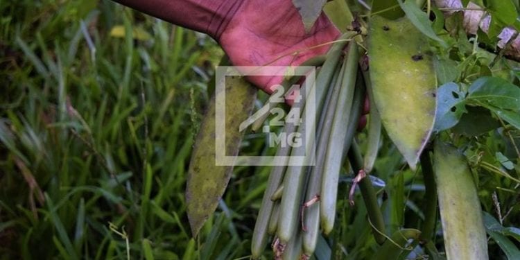 COMMERCE – L’ouverture de la campagne de commercialisation de la vanille verte fixée au 7 Juillet dans la Sava, selon le ministère de l’Industrialisation, du commerce et de la consommation