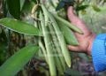 AGRICULTURE – Des associations et des coopératives de planteurs de vanille de la Sava et d’Analanjirofo réclament l’augmentation du nombre de leurs représentants au sein du Conseil national de la vanille afin de mieux faire entendre leur voix