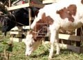 ELEVAGE – Les éleveurs de vaches laitières regrettent le bas prix du lait malgré la hausse du prix de revient