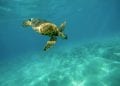 INTOXICATION ALIMENTAIRE – 10 personnes dont des enfants et des nourrissons trouvent la mort après avoir consommé de la viande de tortue de mer dans le quartier de Lovobe à Morondava