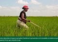 AGRICULTURE – Le groupe de la Banque africaine de développement octroie plus de 20 millions de dollars à Madagascar pour soutenir la production de céréales et d&rsquo;oléagineux