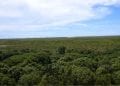 ENVIRONNEMENT : Madagascar a perdu 8.526ha de mangroves entre 1996 et 2016, mais reste le deuxième pays de la région de l’Océan indien occidental à avoir la plus grande superficie de mangroves, selon le rapport sur le statut des mangroves dans la région de l’Océan indien occidental