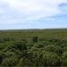 ENVIRONNEMENT : Madagascar a perdu 8.526ha de mangroves entre 1996 et 2016, mais reste le deuxième pays de la région de l’Océan indien occidental à avoir la plus grande superficie de mangroves, selon le rapport sur le statut des mangroves dans la région de l’Océan indien occidental