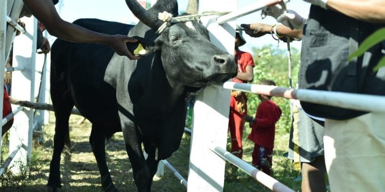FILIÈRE BOVINE – L’opération de bouclage électronique pour l’identification et la traçabilité des bovidés élargie au-delà des quatre régions pilotes avec 100.000 paires de boucles électroniques déjà disponibles