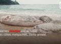 ENVIRONNEMENT – 12 baleines échouées sur les côtes malgaches depuis le début de l’année, les autorités comptent en découvrir les causes éventuelles