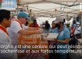 ALIMENTATION – Quand les céréales des zones arides s’invitent dans les cuisines des chefs « étoilés »