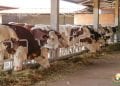 ELEVAGE – Les 1.000 vaches laitières commandées par Madagascar déjà réservées avant même leur arrivée, une commande d’un millier de têtes supplémentaires en cours, selon le vice-ministre de l’Elevage