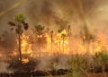 ENVIRONNEMENT – Environ 8.000 ha de la réserve de la Baie de Baly réduits en cendre, des points de feux constatés à Ankarafantsika, selon Madagascar national parks