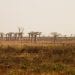 ENVIRONNEMENT – Un village à agrandir dans le Menabe pour reloger 500 familles vivant dans l’aire protégée de Menabe Antimena