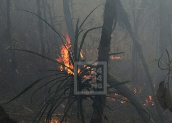 JUSTICE – Contrôle judiciaire pour un individu inculpé de participation à l’incendie de la réserve d’Ambohitantely, liberté provisoire pour deux personnes inculpées de négligence