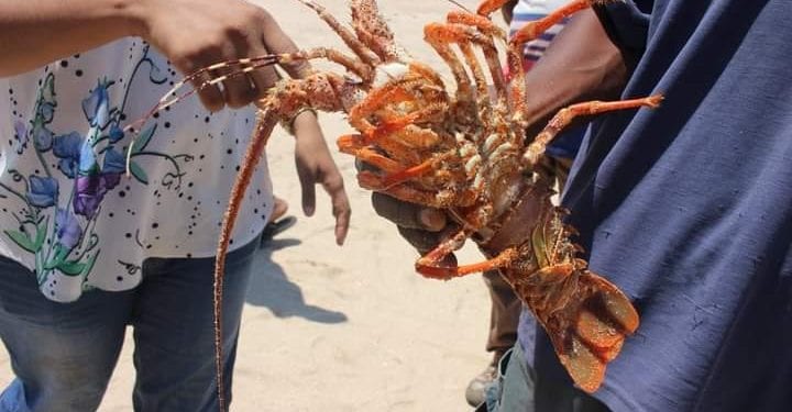 RESSOURCES HALIEUTIQUES – Fermeture de la pêche aux langoustes jusqu&rsquo;en fin Décembre 2022 pour les régions d&rsquo;Atsinanana, d&rsquo;Analanjirofo, de Sava, de Diana, de Sofia, de Boeny, de Melaky, de Menabe et d&rsquo;Atsimo Andrefana
