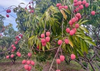 COMMERCE – Le marché en gros de litchi installé à Ambohimangakely, Alasora et Mahitsy