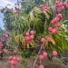 COMMERCE – Le marché en gros de litchi installé à Ambohimangakely, Alasora et Mahitsy