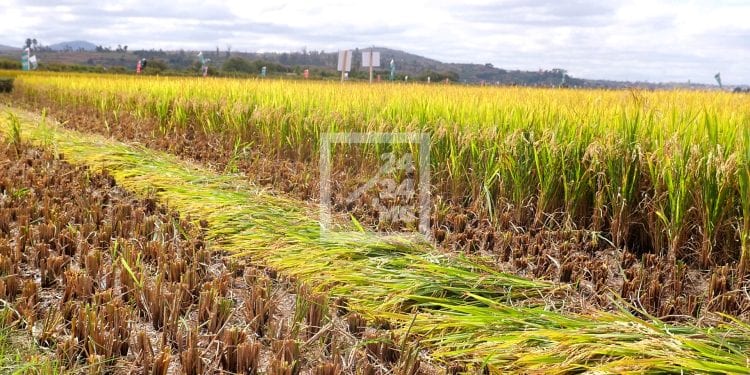 AGRICULTURE – La Banque mondiale estime à 141,4 millions de dollars par an les pertes de production agricole dues à l’érosion et à la dégradation des terres à Madagascar
