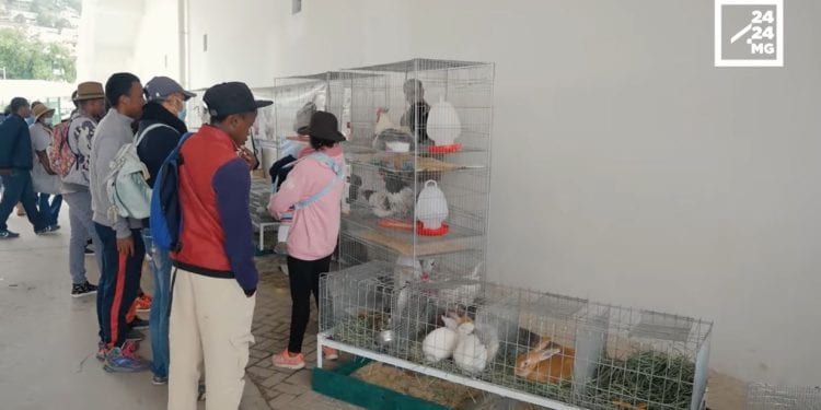 DEVELOPPEMENT – A la Foire des animaux d’élevage et des produits animaux