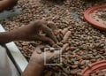 PRODUIT DE RENTE – Près de 15 000 tonnes de cacao exportés par Madagascar en 2021, générant plus de 24 millions de dollars de recettes