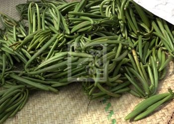 PRODUIT DE RENTE – Une demande mondiale de 5 500 tonnes de vanille pour une offre moyenne d’un peu plus de 2 000 tonnes par an pour Madagascar, selon le ministère du Commerce