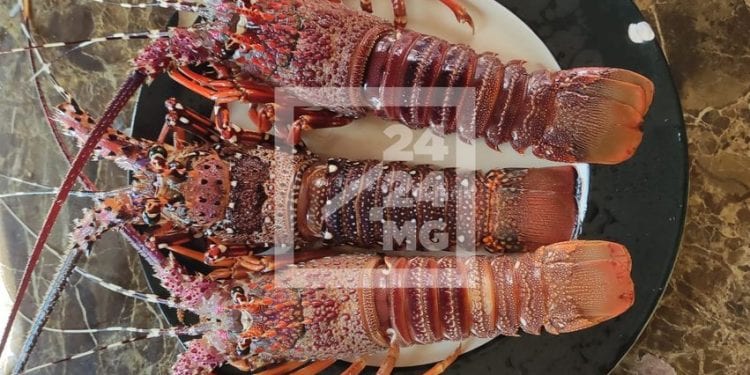 La pêche et la vente de langouste prohibées pendant trois mois dans cinq régions