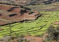 AGRICULTURE – La stratégie nationale de développement rizicole 3.0 validée par les acteurs de la filière riz