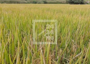 AGRICULTURE – Des directions régionales du commerce annoncent l’arrivée des récoltes de « vary aloha », le riz de contre-saison, sur les marchés
