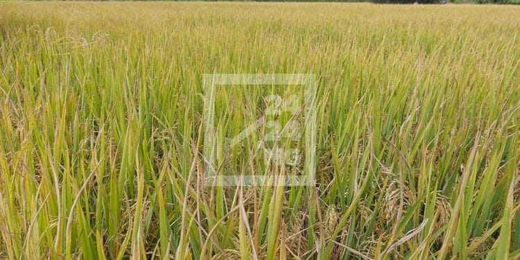 AGRICULTURE – Des directions régionales du commerce annoncent l’arrivée des récoltes de « vary aloha », le riz de contre-saison, sur les marchés