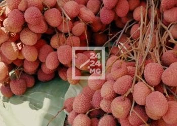 COMMERCE EXTERIEUR – La quantité de litchis exportés par Madagascar en hausse, les prix restés stables
