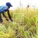 COOPERATION : Une vingtaine de travailleurs qualifiés malgaches dans le secteur de l’agriculture à envoyer travailler au Japon