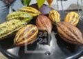 FILIERE DE RENTE – La production de cacao de Madagascar sur une courbe ascendante passant de 9 000 tonnes en 2016 à plus de 15 000 tonnes, la Grande île contribue à 36,87% sur l’exportation mondiale de cacao fin