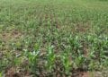 AGRICULTURE – 266 700 tonnes de maïs produits par Madagascar en 2022, un doublement espéré de la production en 2027