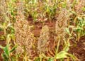 SECURITE ALIMENTAIRE – Du maïs et du sorgho produits dans la région Itasy pour approvisionner la banque alimentaire de la région Androy