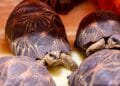 TRAFIC – Le WWF rappelle que la détention des tortues radiées ou « Sokake » est un délit