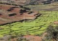 AGRICULTURE – Plus de 70% des terrains certifiés bio localisés dans les régions Atsinanana et Alaotra Mangoro