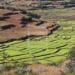 AGRICULTURE – Plus de 70% des terrains certifiés bio localisés dans les régions Atsinanana et Alaotra Mangoro