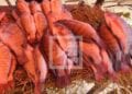 ALIMENTATION – Le tilapia vendu jusqu’à 24 000 ariary par kilo à Antananarivo contre 6 000 à 9 000 ariary en Afrique 
