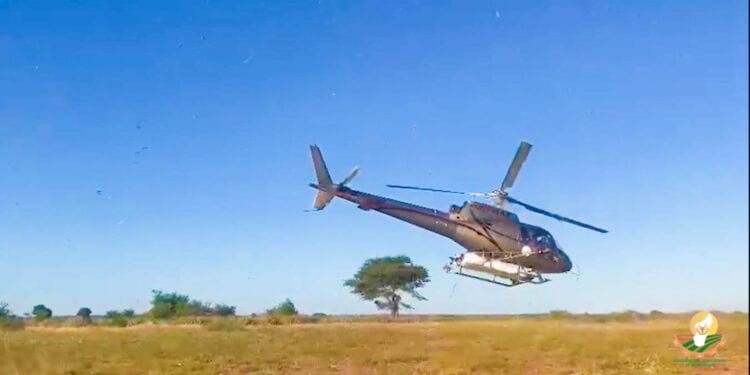 INVASION ACRIDIENNE – Le grand Sud et la partie Ouest de Madagascar touchés par des essaims de criquets