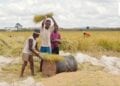 AGRICULTURE – Madagascar définit les risques agricoles pour mieux les gérer