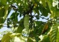 CULTURE DE RENTE – Ikongo entre la filière vieillissante du café et celle prometteuse de la vanille