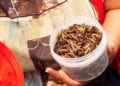 ÉLEVAGE – La filière insecte comestible cherche à se promouvoir à Madagascar