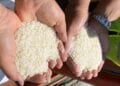 CONSOMMATION – Plus de 150 000 tonnes de riz importés durant les deux premiers mois de l’année