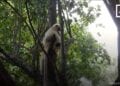 Au moins 66 films documentaires sur Madagascar produits par l’unité de production de BBC depuis 1980