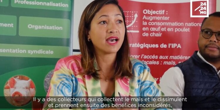 ECONOMIE RURALE – Les professionnels de l’élevage sollicitent des mesures fortes pour accroître la production de maïs nécessaire à l’alimentation animale