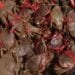 PRODUITS DE PECHES – Les redevances versées par les sociétés exportatrices de crabes passent d’environ 500 millions d’ariary à 2,8 milliards d’ariary, selon le rapport du ministre de la pêche et de l’économie bleue