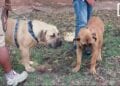 CYNOPHILIE – A la découverte des Boerboel de Madagascar