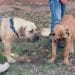 CYNOPHILIE – A la découverte des Boerboel de Madagascar