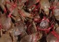PRODUITS HALIEUTIQUES – L’exploitation des crabes de mangroves fermée depuis lundi, les exportations de ce produit à effectuer impérativement avant le 31 octobre