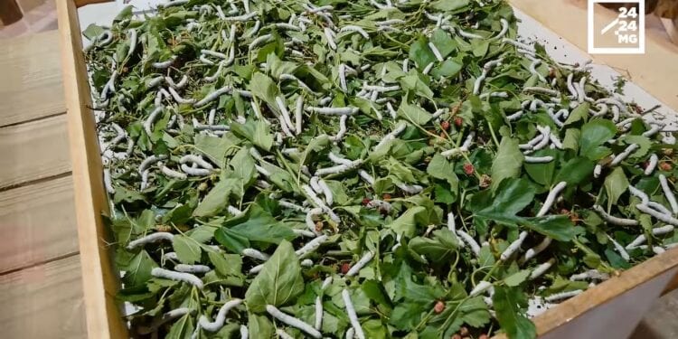SERICICULTURE – A la découverte de l’élevage des vers à soie