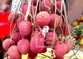 COMMERCE – Le prix de vente minimum du litchi aux exportateurs fixé à 1 300 ariary le kilo dans l’Atsinanana et l’Analanjirofo