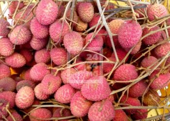 COMMERCE – Madagascar envisage l’exportation de 18 300 palettes de litchis cette année, la Russie parmi les destinations